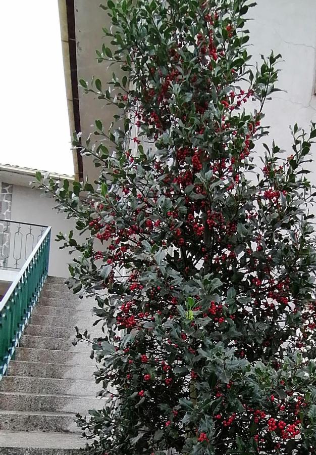 הוילה סנטה קומבו דאו Moradia Santa Comba מראה חיצוני תמונה